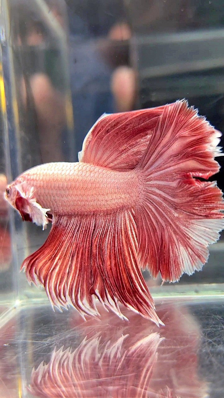 HALFMOON ROSETAIL BIG EAR LAVENDER BETTA FISH