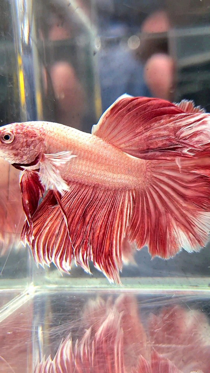 HALFMOON ROSETAIL BIG EAR LAVENDER BETTA FISH