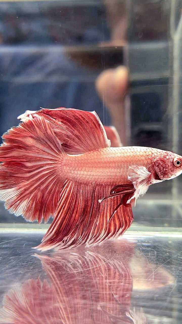 HALFMOON ROSETAIL BIG EAR LAVENDER BETTA FISH