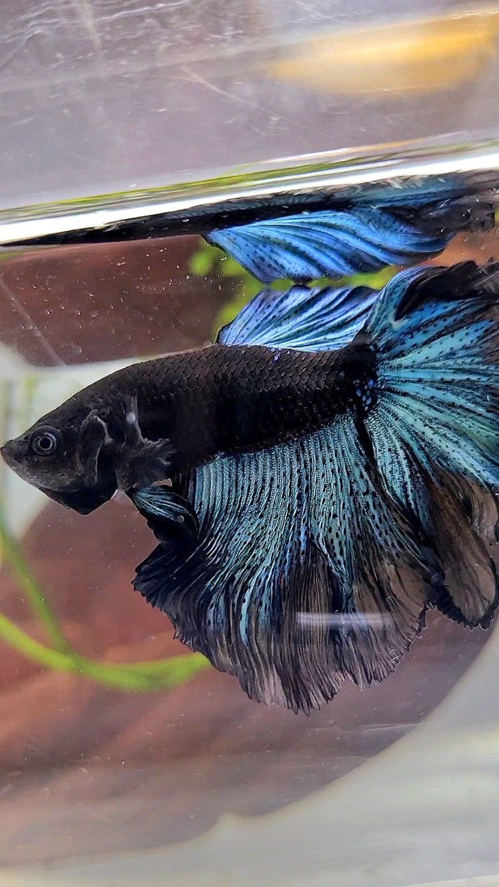 HALFMOON ROSETAIL BLACK BODY AVATAR BICOLOR PATTERN BETTA FISH