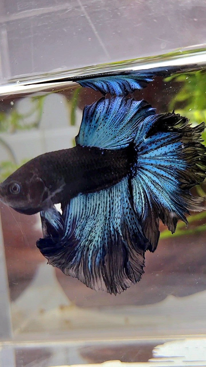 HALFMOON ROSETAIL BLACK BODY AVATAR BICOLOR PATTERN BETTA FISH