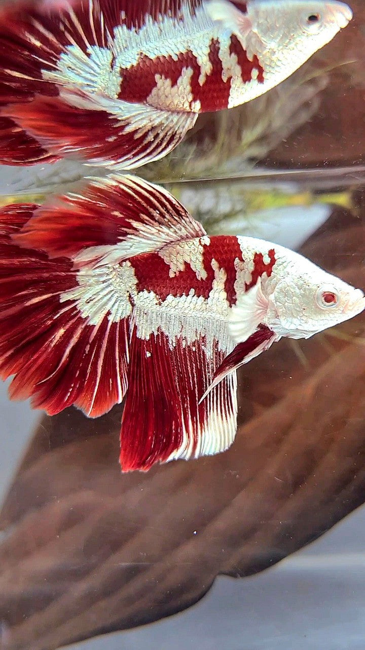 HALFMOON ROSETAIL RED WHITE GALAXY SNOW UNIQUE MASKING TUXEDO BETTA FISH