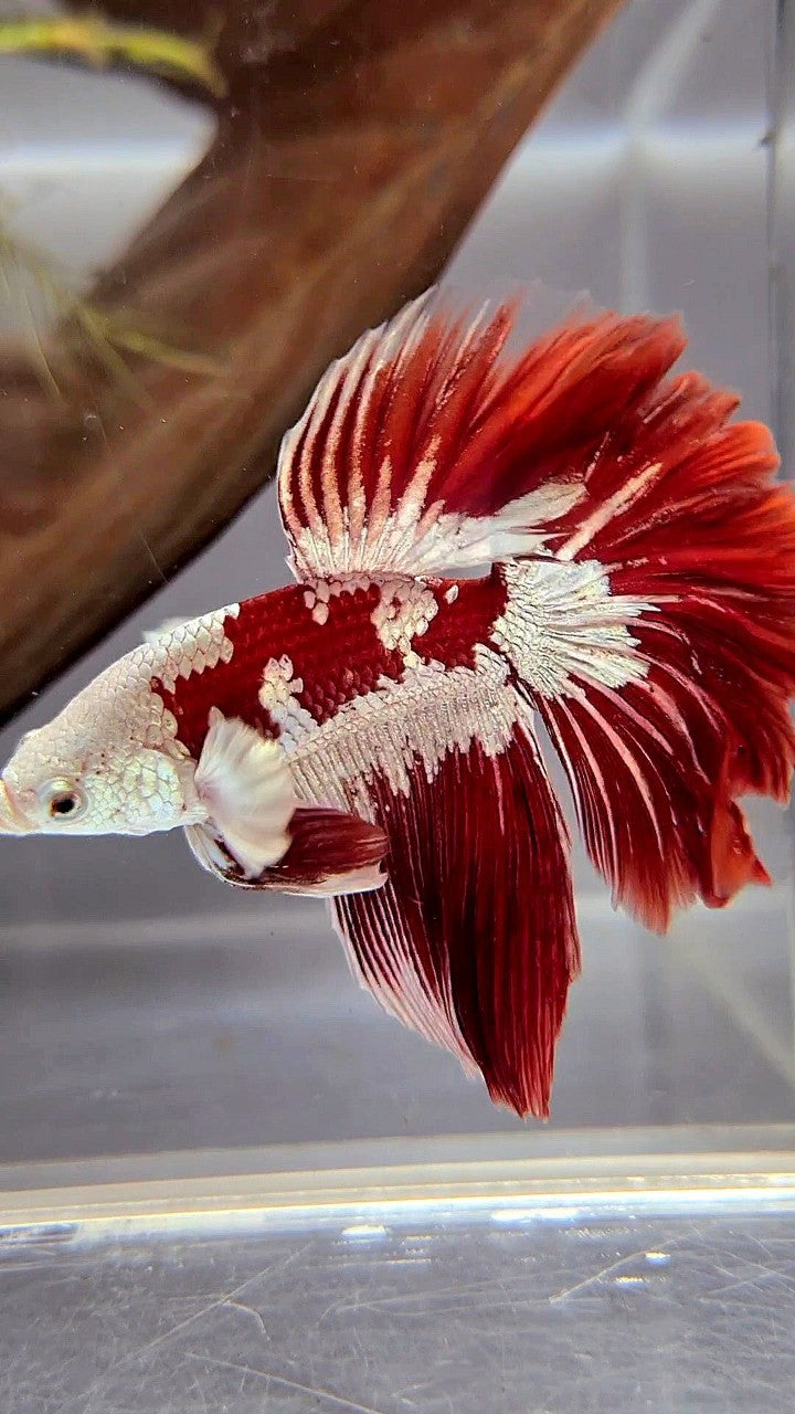 HALFMOON ROSETAIL RED WHITE GALAXY SNOW UNIQUE MASKING TUXEDO BETTA FISH