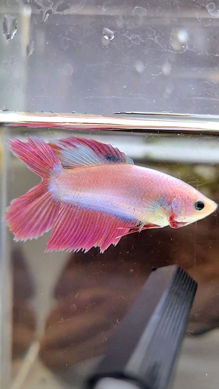 FEMALE VEILTAIL DOUBLE TAIL PINK UNICORN BETTA FISH