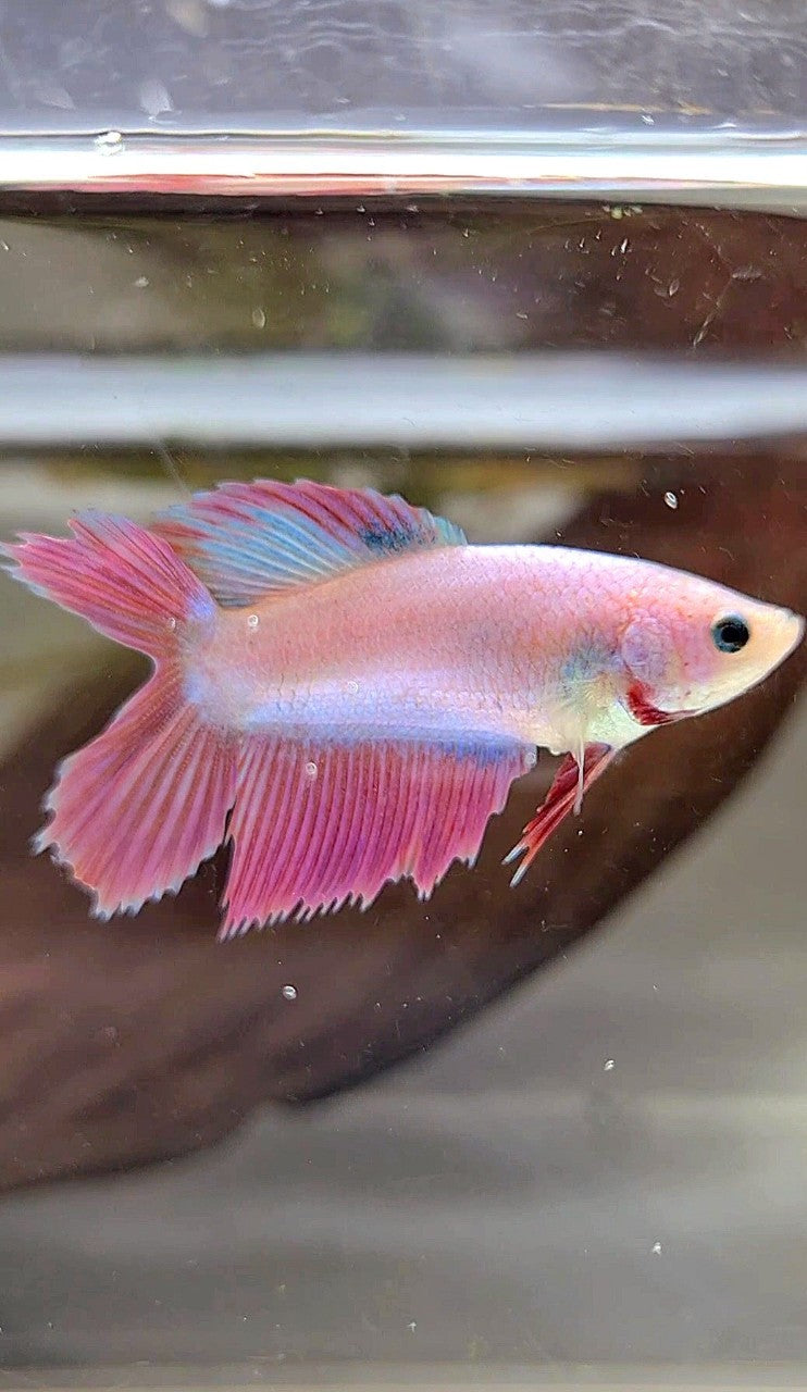 FEMALE VEILTAIL DOUBLE TAIL PINK UNICORN BETTA FISH