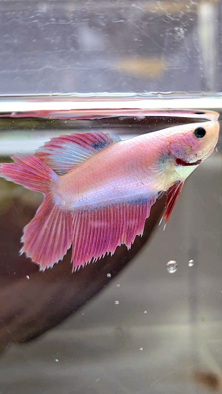 FEMALE VEILTAIL DOUBLE TAIL PINK UNICORN BETTA FISH