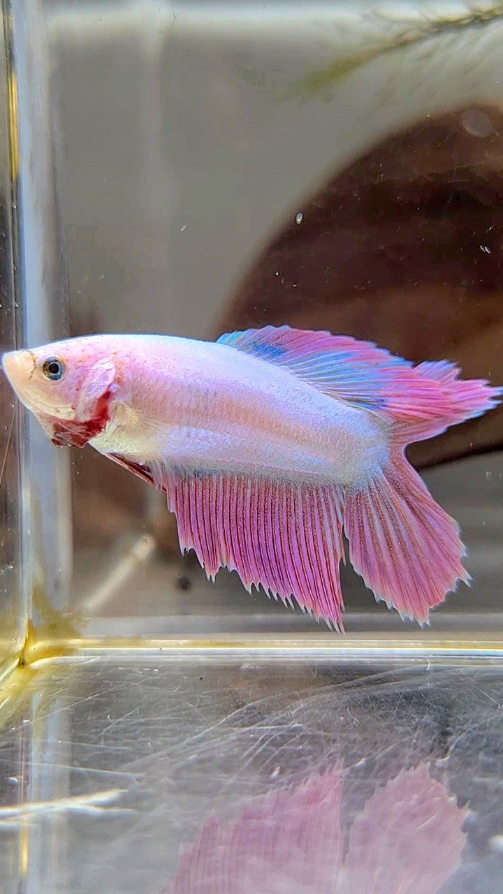 FEMALE VEILTAIL DOUBLE TAIL PINK UNICORN BETTA FISH