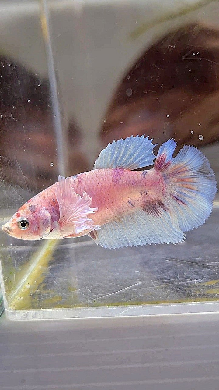 FEMALE HALFMOON BIG EAR WHITE MULTICOLOR BETTA FISH