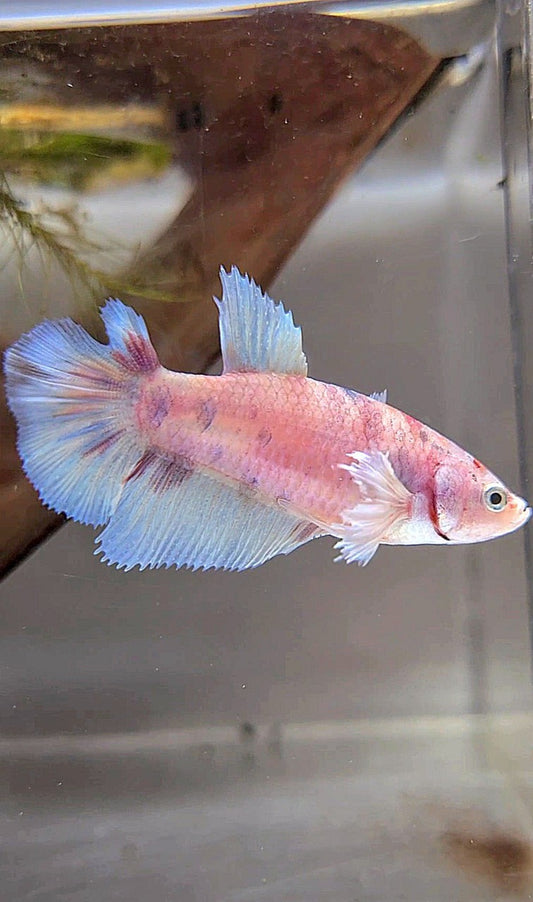 FEMALE HALFMOON BIG EAR WHITE MULTICOLOR BETTA FISH