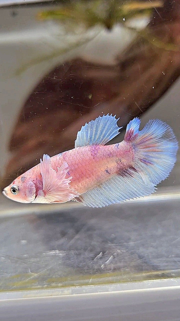 FEMALE HALFMOON BIG EAR WHITE MULTICOLOR BETTA FISH