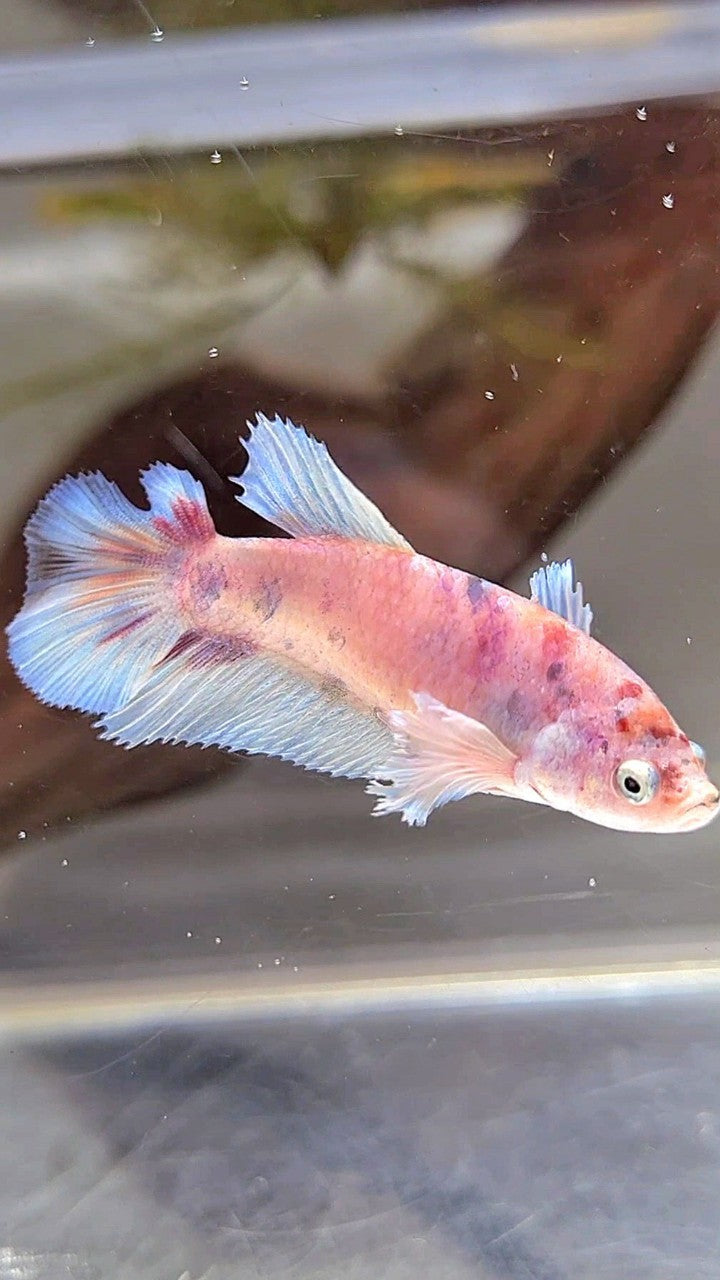 FEMALE HALFMOON BIG EAR WHITE MULTICOLOR BETTA FISH