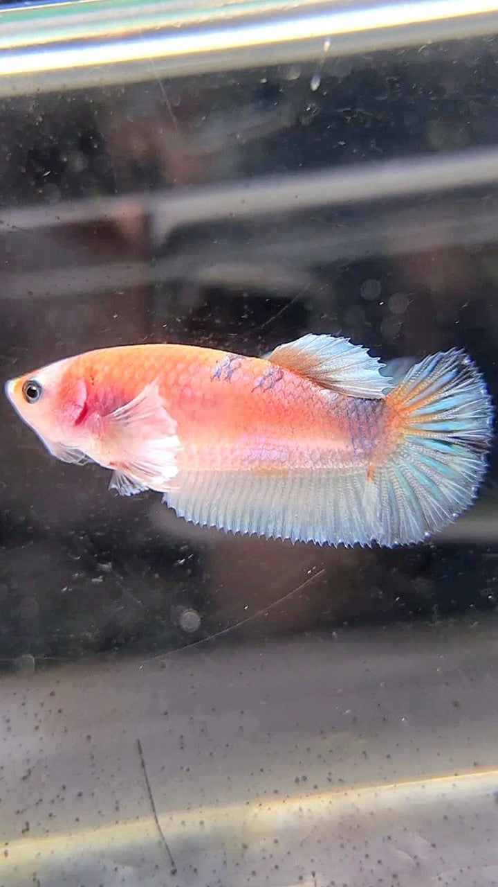 FEMALE PLAKAT BIG EAR WHITE MULTICOLOR BETTA FISH