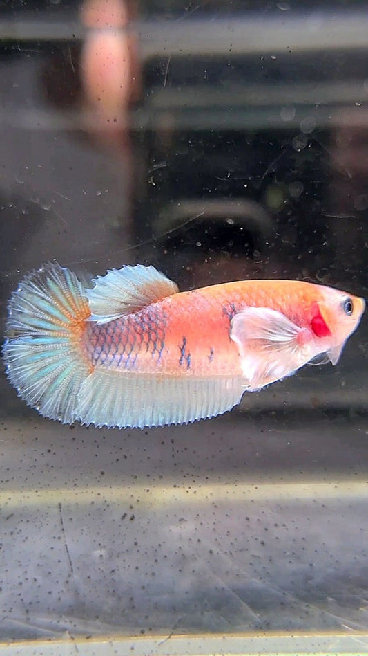 FEMALE PLAKAT BIG EAR WHITE MULTICOLOR BETTA FISH