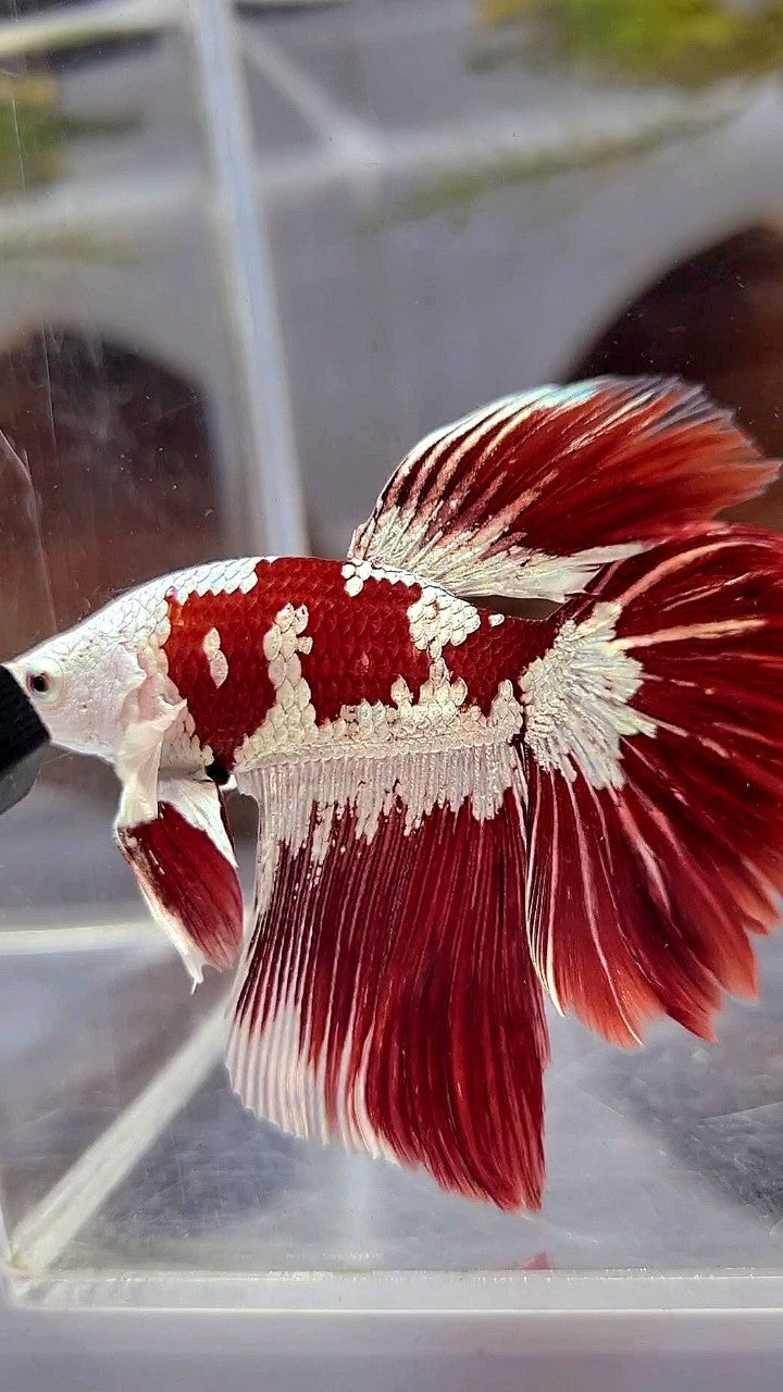 HALFMOON ROSETAIL RED WHITE GALAXY SNOW UNIQUE MASKING TUXEDO BETTA FISH