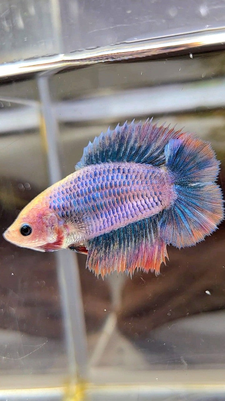 FEMALE HALFMOON DOUBLE TAIL BLUE ORANGE MASCOT BETTA FISH