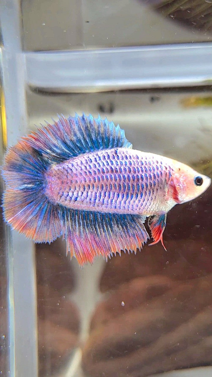 FEMALE HALFMOON DOUBLE TAIL BLUE ORANGE MASCOT BETTA FISH