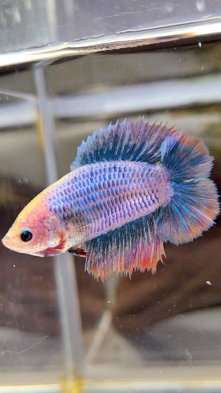 FEMALE HALFMOON DOUBLE TAIL BLUE ORANGE MASCOT BETTA FISH