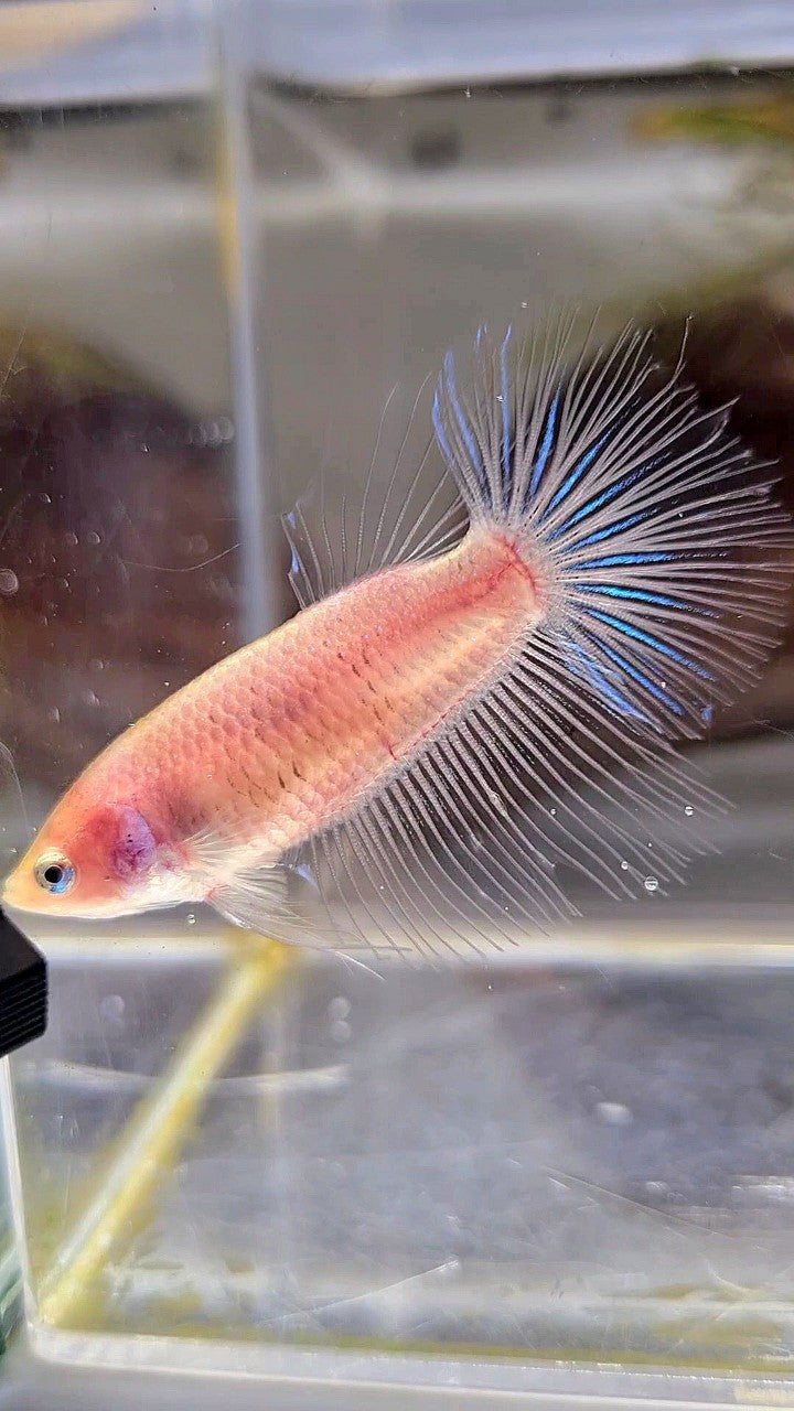 FEMALE HALFMOON ROSETAIL CELLOPHANE TRANSPARENT BETTA FISH