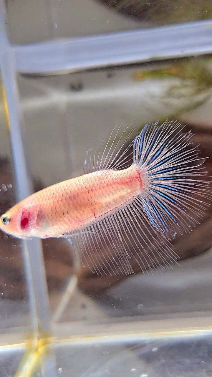 FEMALE HALFMOON ROSETAIL CELLOPHANE TRANSPARENT BETTA FISH