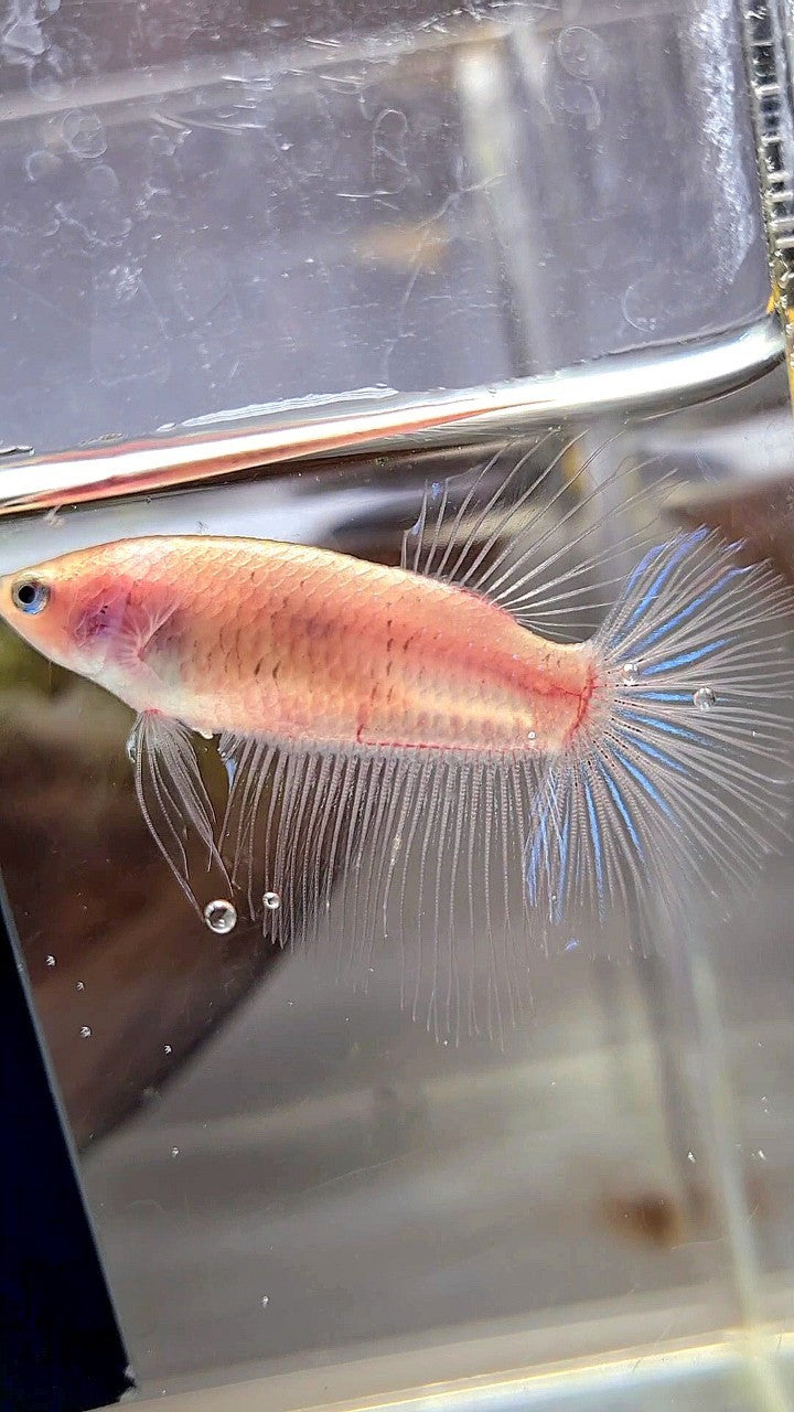 FEMALE HALFMOON ROSETAIL CELLOPHANE TRANSPARENT BETTA FISH