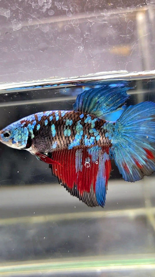 XL FEMALE HALFMOON BLACK GALAXY AVATAR BLUE BETTA FISH