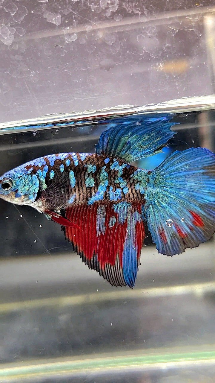 XL FEMALE HALFMOON BLACK GALAXY AVATAR BLUE BETTA FISH