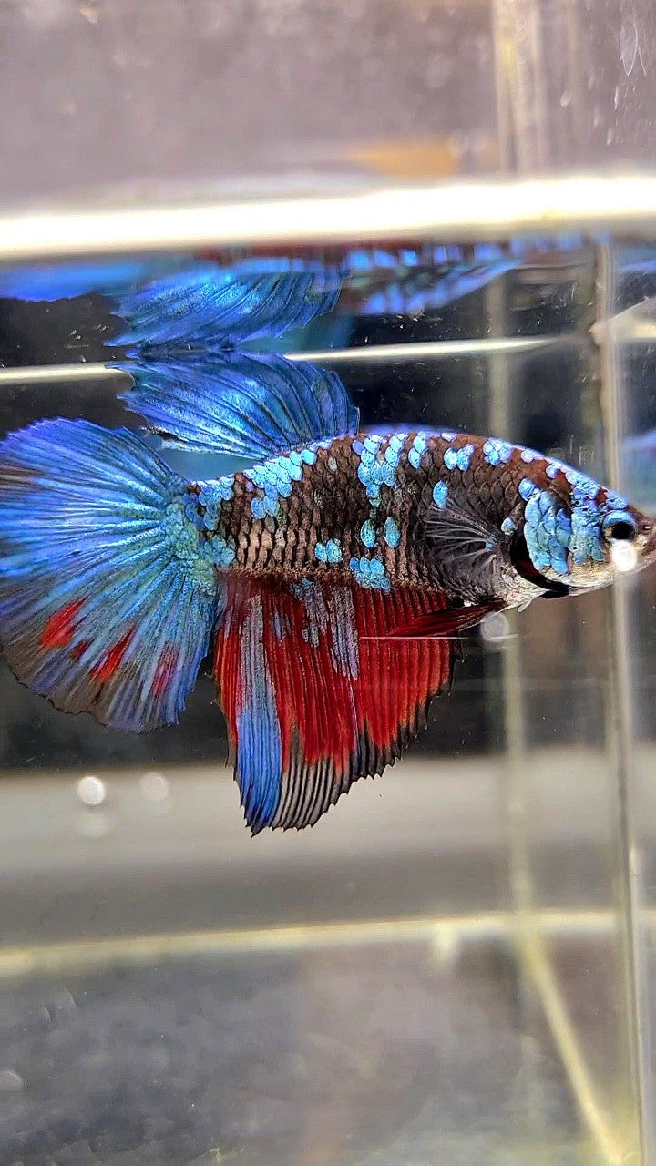 XL FEMALE HALFMOON BLACK GALAXY AVATAR BLUE BETTA FISH