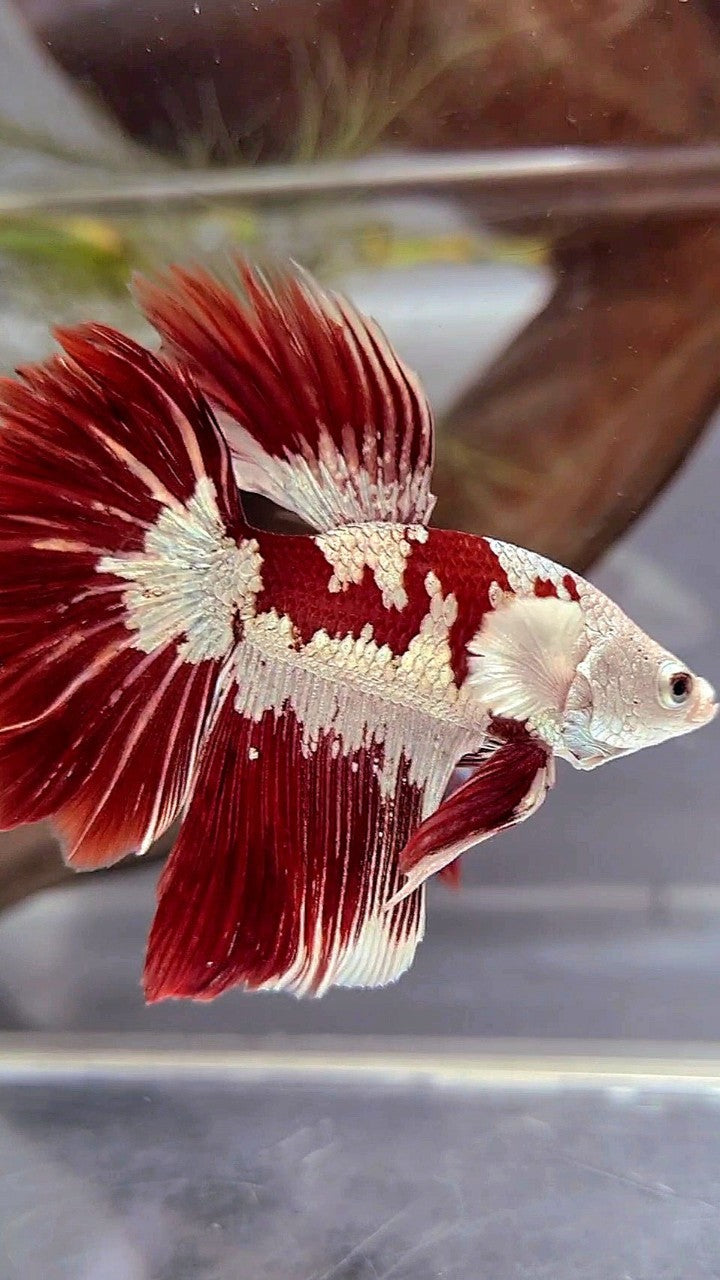 HALFMOON ROSETAIL RED WHITE GALAXY SNOW UNIQUE MASKING TUXEDO BETTA FISH