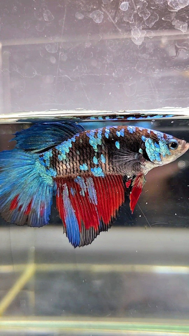 XL FEMALE HALFMOON BLACK GALAXY AVATAR BLUE BETTA FISH