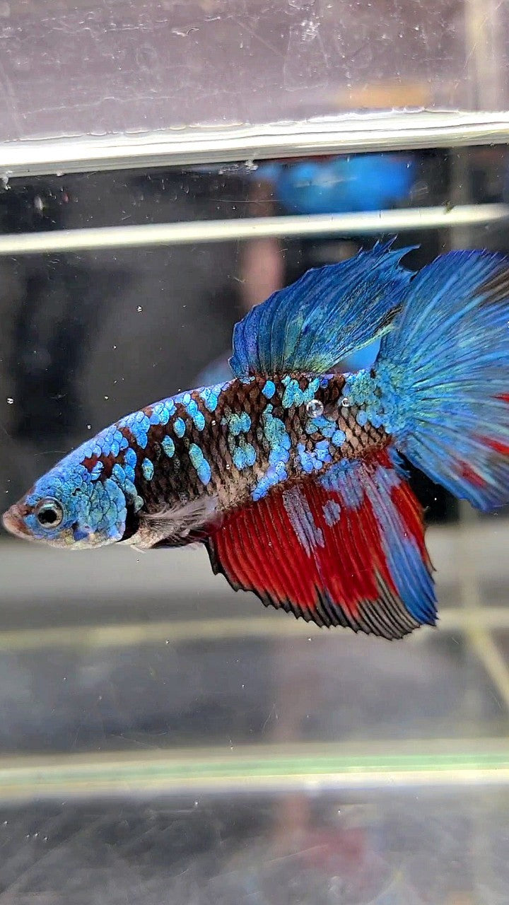 XL FEMALE HALFMOON BLACK GALAXY AVATAR BLUE BETTA FISH