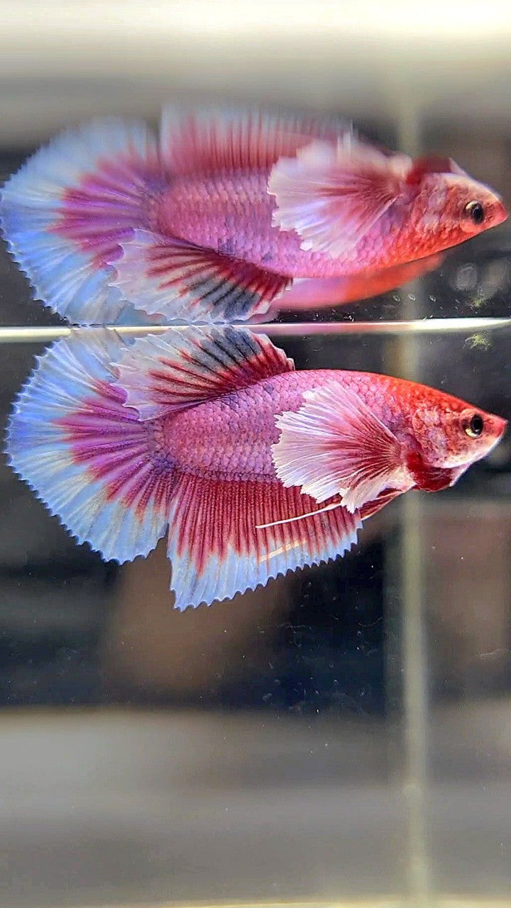 FEMALE HALFMOON DUMBO EAR RED FANCY MULTICOLOR BETTA FISH