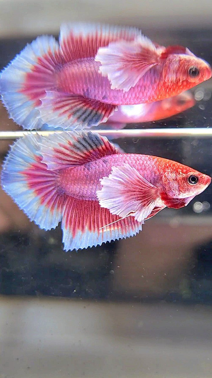 FEMALE HALFMOON DUMBO EAR RED FANCY MULTICOLOR BETTA FISH