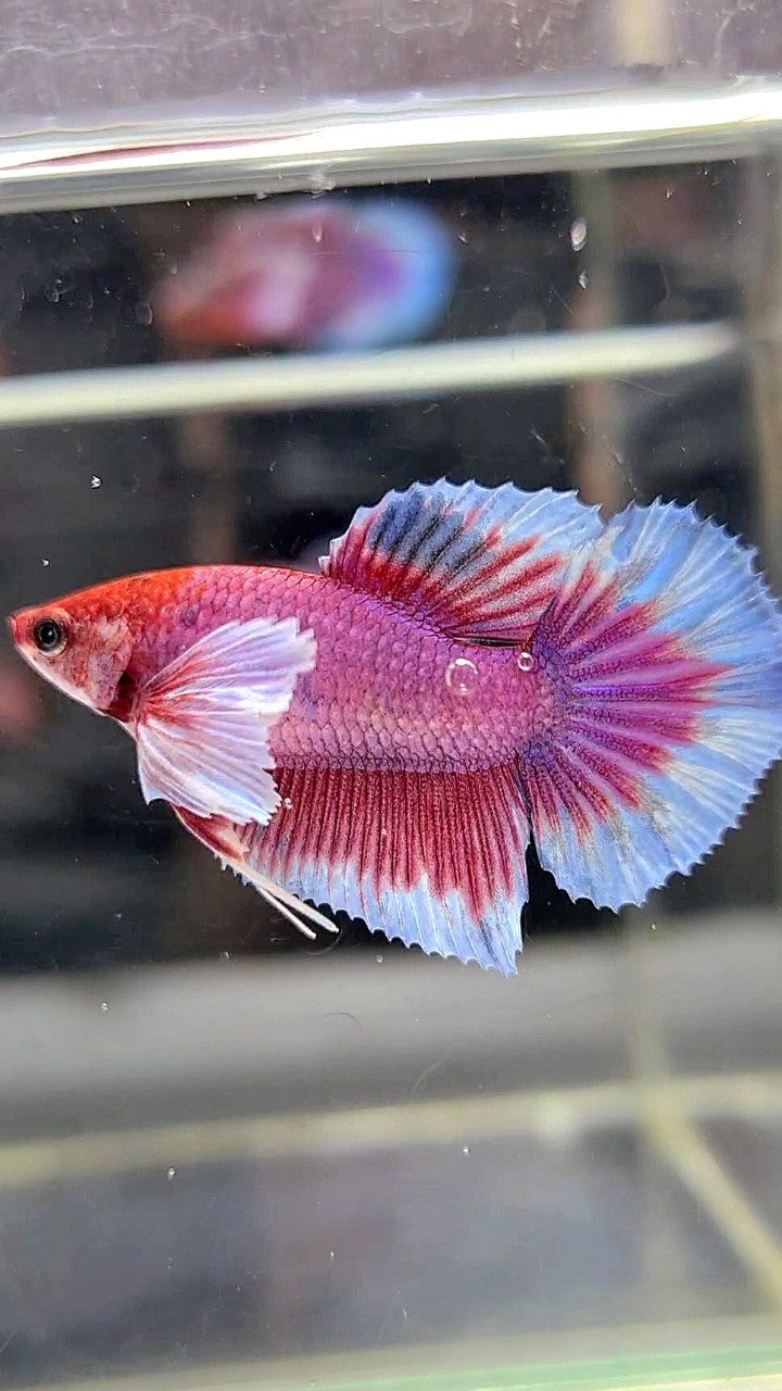 FEMALE HALFMOON DUMBO EAR RED FANCY MULTICOLOR BETTA FISH