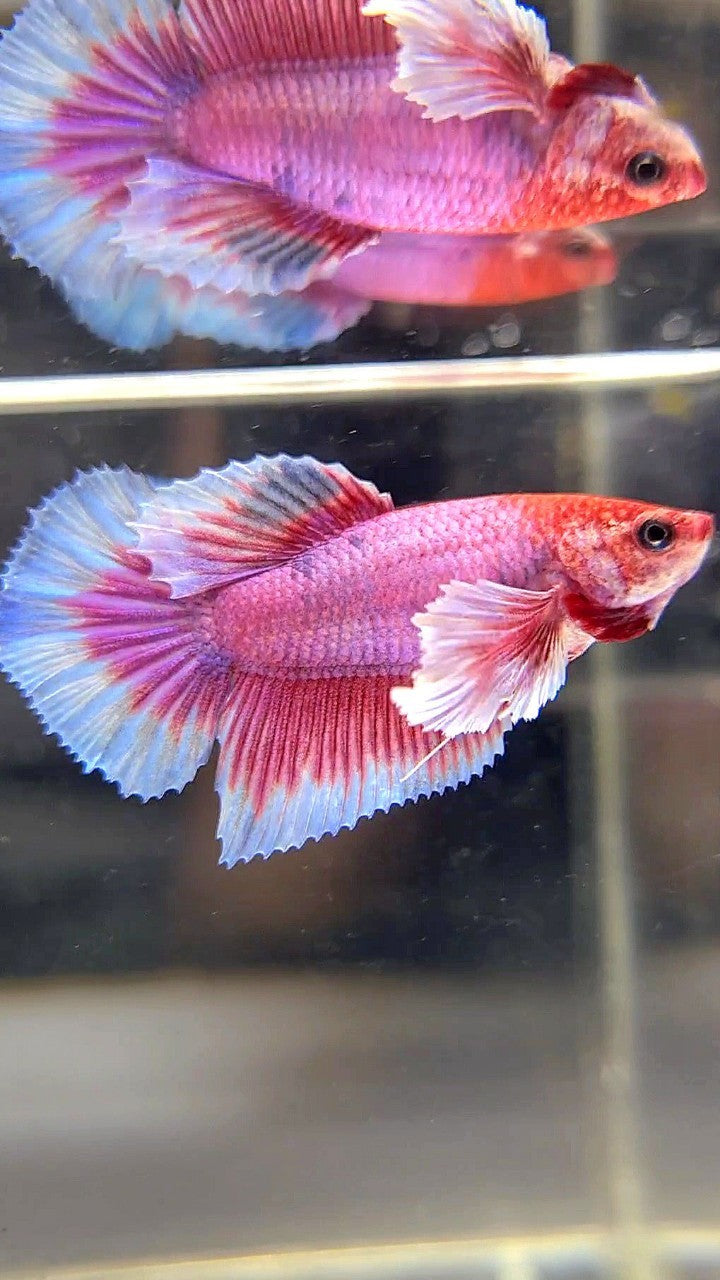 FEMALE HALFMOON DUMBO EAR RED FANCY MULTICOLOR BETTA FISH