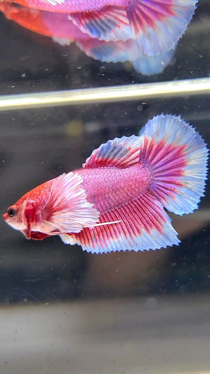 FEMALE HALFMOON DUMBO EAR RED FANCY MULTICOLOR BETTA FISH