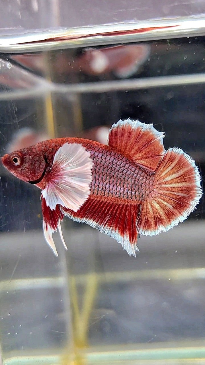 PLAKAT DUMBO EAR RED COPPER BETTA FISH