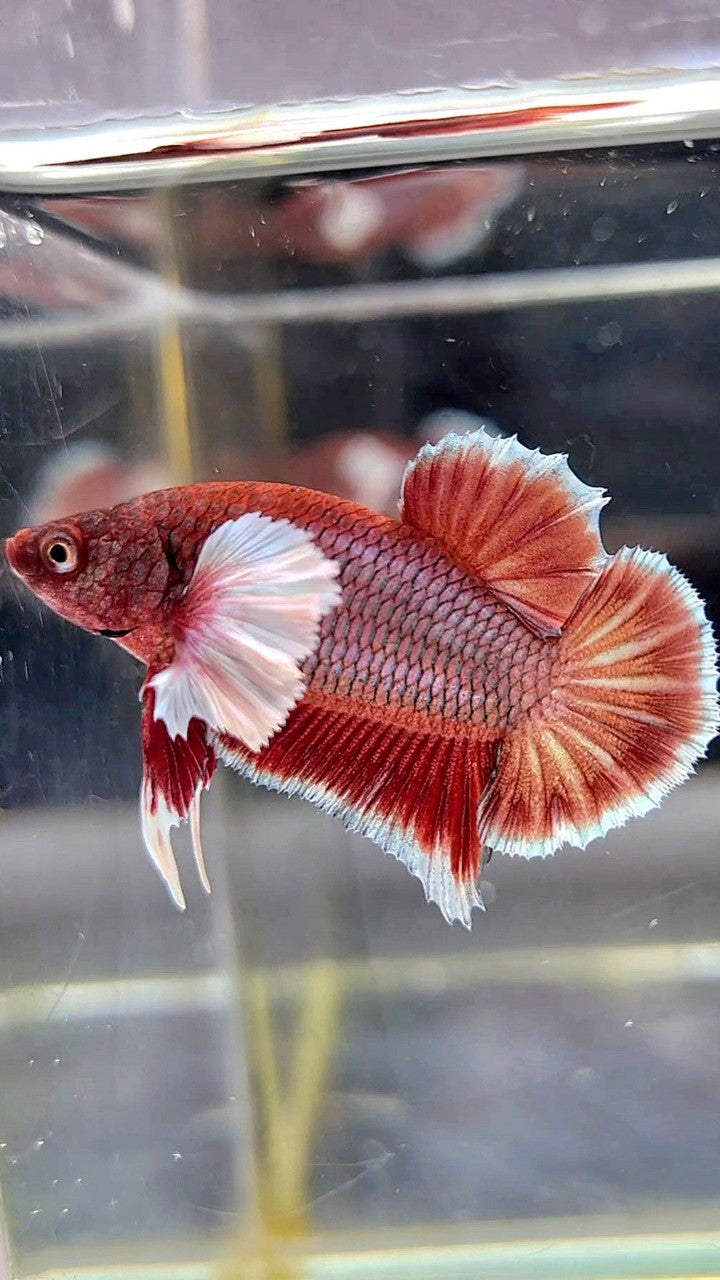 PLAKAT DUMBO EAR RED COPPER BETTA FISH