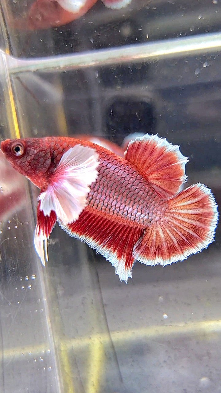 PLAKAT DUMBO EAR RED COPPER BETTA FISH