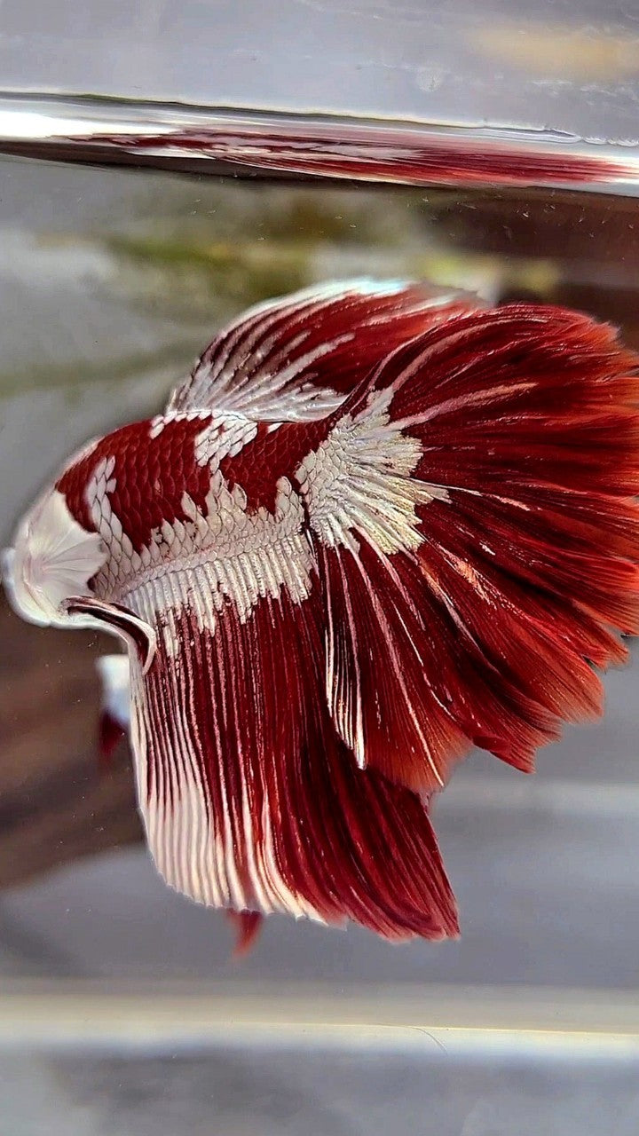 HALFMOON ROSETAIL RED WHITE GALAXY SNOW UNIQUE MASKING TUXEDO BETTA FISH