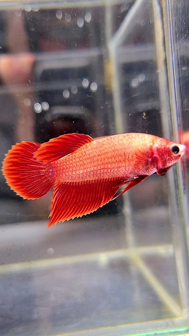 FEMALE VEILTAIL SUPER RED BETTA FISH