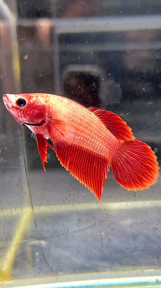 FEMALE VEILTAIL SUPER RED BETTA FISH