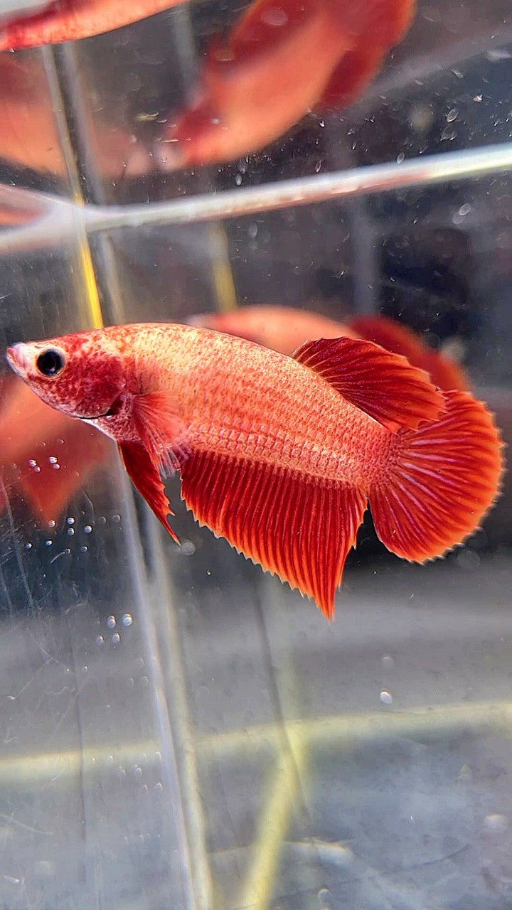 FEMALE VEILTAIL SUPER RED BETTA FISH