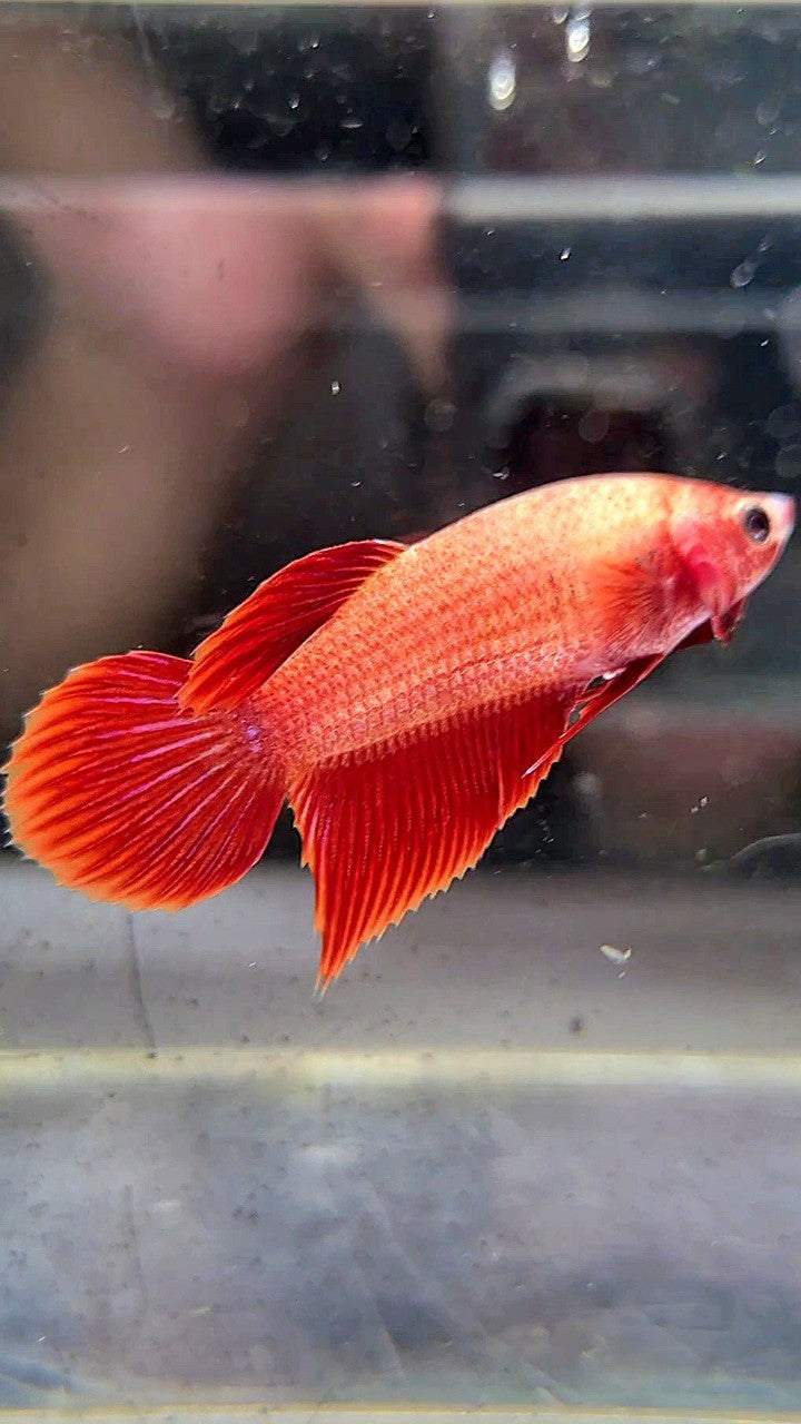 FEMALE VEILTAIL SUPER RED BETTA FISH