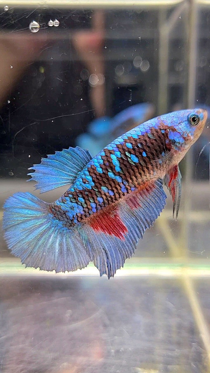 FEMALE HALFMOON BLACK GALAXY BLUE AVATAR BETTA FISH