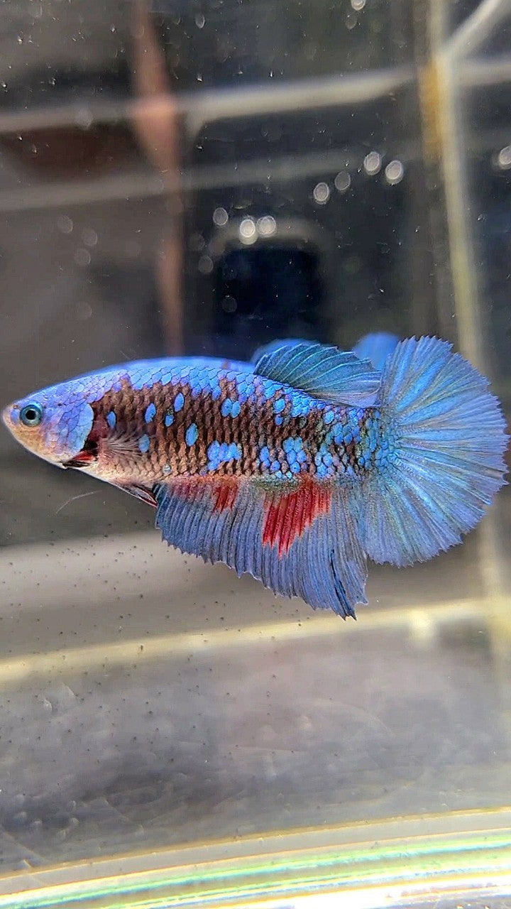 FEMALE HALFMOON BLACK GALAXY BLUE AVATAR BETTA FISH