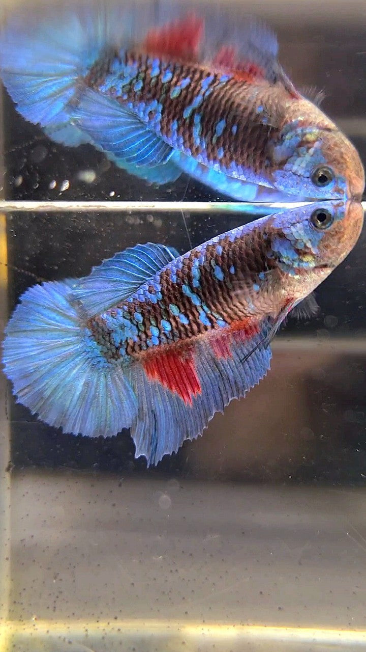 FEMALE HALFMOON BLACK GALAXY BLUE AVATAR BETTA FISH