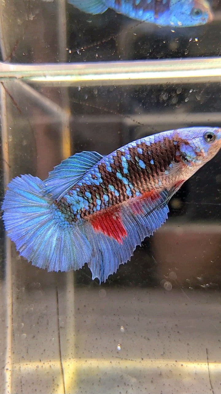 FEMALE HALFMOON BLACK GALAXY BLUE AVATAR BETTA FISH