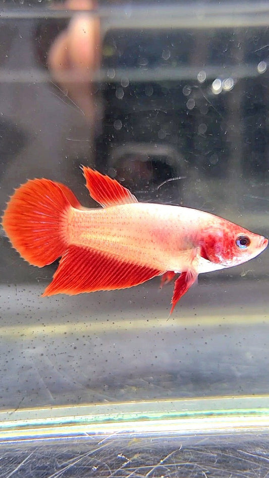 FEMALE VEILTAIL SUPER RED BETTA FISH