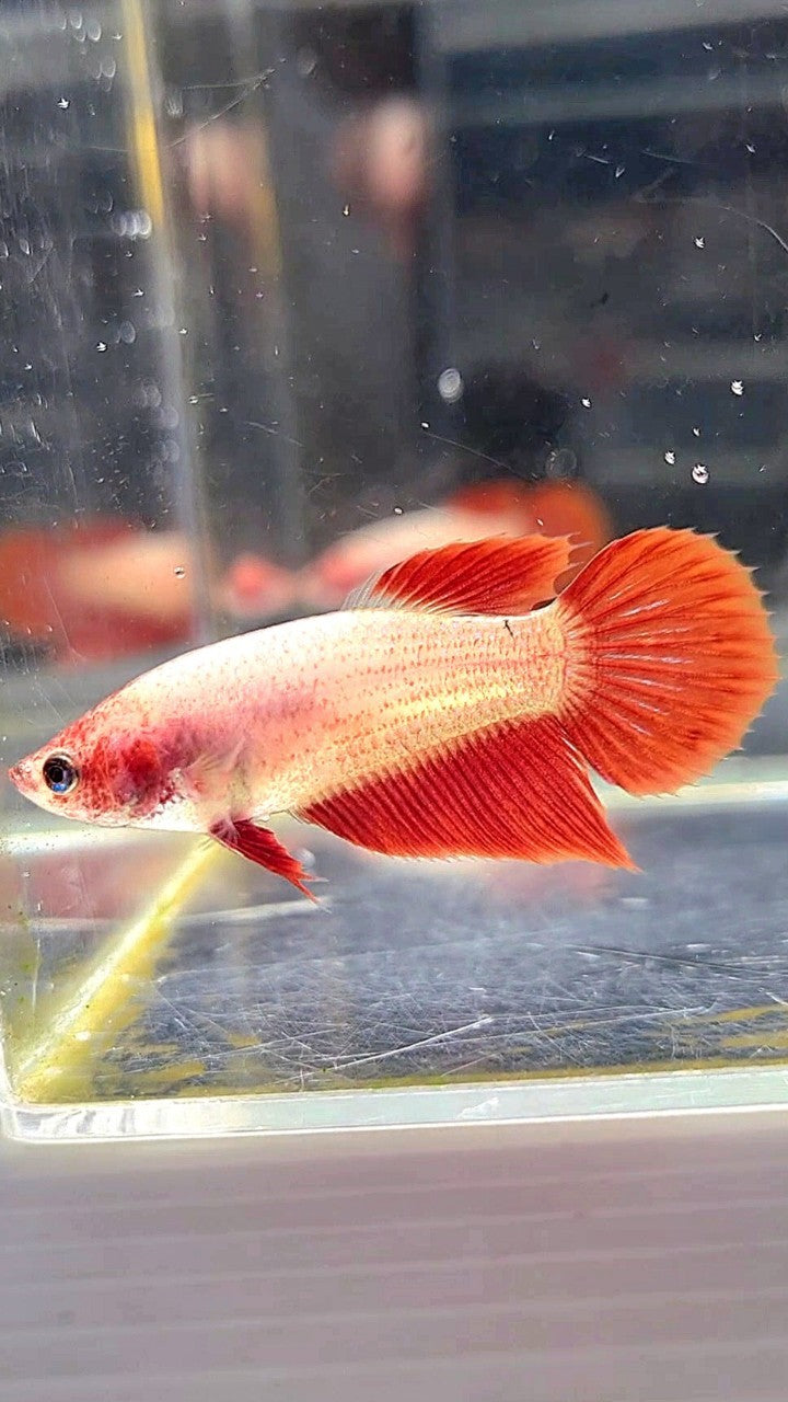 FEMALE VEILTAIL SUPER RED BETTA FISH