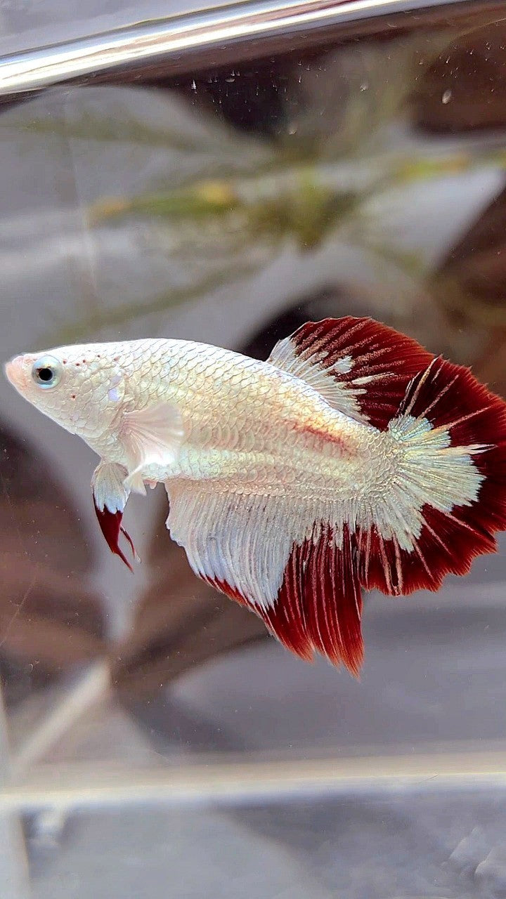Red Pattern Betta Fish FEMALE HALFMOON SNOW WHITE RED PATTERN LINE TUXEDO BETTA FISH – Rare ...